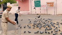 Ada lebih dari 15.000 chapati atau roti khas India yang dibagikan untuk burung-burung di kota Jaipur. Foto: Istimewa