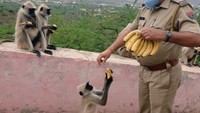 Pihak pemerintah kota Jaipur membagikan ribuan makanan untuk hewan liar selama India lockdown. Mereka juga membawa pisang untuk para monyet yang ada di jalanan. Foto: Istimewa