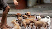 Beberapa warga lokal di Delhi masih menyempatkan waktu untuk memberi makan anak-anak anjing liar yang terlantar dan kelaparan. Foto: Istimewa