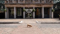 Hewan yang berkeliaran juga terlihat di London. Tampak seekor anjing melintas di jalan yang sepi oleh aktivitas warga. Inggris mencatat jumlah kematian akibat virus corona tembus 381 kasus pada Selasa (31/3). Leon Neal/Getty Images. 