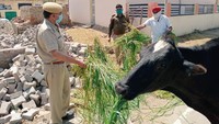 Pemerintah kota Jaipur juga memastikan bahwa hewan ternak milik warga tetap mendapatkan makanan selama lockdown. Foto: Istimewa