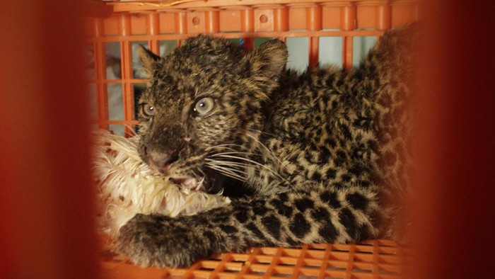 Seekor Macan tutul Jawa (Panthera pardus melas) berada di dalam kandang seusai terjebak di dalam area peternakan pembibitan ayam di Desa Sukajaya, Kabupaten Sukabumi, Jawa Barat, Jumat (3/4/2020). Macan tutul merupakan satwa endemik Pulau Jawa dan termasuk salah satu satwa dilindungi dengan status terancam punah. ANTARA FOTO/Budiyanto/agr/aww.