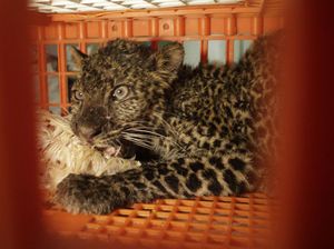 Hii! Ada Macan Tutul Terjebak di Peternakan Ayam Sukabumi