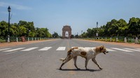 Seekor anjing melintas di kawasan India Gate. Hewan itu melintas saat negara tersebut menerapkan kebijakan karantina wilayah atau lockdown dalam memerangi virus Corona (Covid-19). Yawar Nazir/Getty Images.