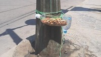 Agar anjing liar yang ada di jalanan tidak kelaparan, beberapa orang memasang wadah makanan dan minuman untuk para anjing liar di sana. Foto: Istimewa
