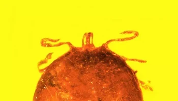 Darah monyet yang diduga sebagai temuan darah mamalia tertua di dunia ditemukan dalam tubuh kutu zaman purba pada 20-30 juta tahun silam. Foto: Oregon State University