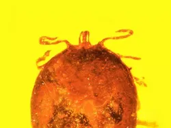 Foto Unik Hewan Terperangkap dalam Getah, Ada Laba-laba Ereksi