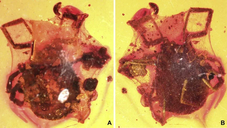 Ambar adalah resin pepohonan yang lengket dan kadang membuat hewan-hewan terperangkap di dalamnya. Berikut ini di antaranya.