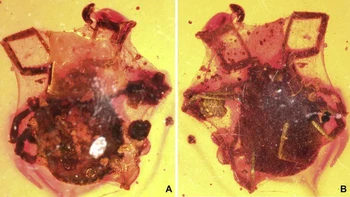 Sebuah kutu terperangkap di jaring laba-laba dan diawetkan dalam resin Burma dengan usia 100 juta tahun. Foto: University of Kansas