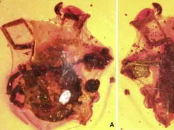 Foto Unik Hewan Terperangkap dalam Getah, Ada Laba-laba Ereksi