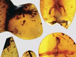 Foto Unik Hewan Terperangkap dalam Getah, Ada Laba-laba Ereksi