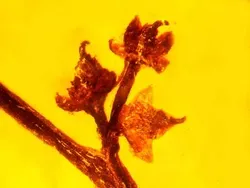 Foto Unik Hewan Terperangkap dalam Getah, Ada Laba-laba Ereksi