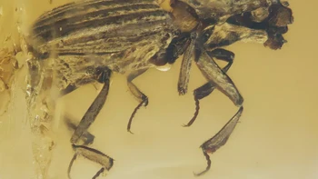 Ada sebuah kumbang yang terperangkap di dalam resin fosil, diperkirakan berusia 99 juta tahun. Kita bisa melihat semua detail eksternal baik sayap maupun kepalanya, ujar Michael Caterino, Director of the Clemson University Arthropod Collection. Foto: Stuttgart State Museum of Natural History