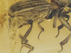 Foto Unik Hewan Terperangkap dalam Getah, Ada Laba-laba Ereksi