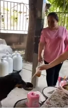 Tidak suka makanan biasa, anjing pintar ini paling suka menyantap makanan dari restoran. Setiap harinya anjing imut ini selalu membawa batok kelapa ke restoran.