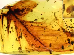 Foto Unik Hewan Terperangkap dalam Getah, Ada Laba-laba Ereksi