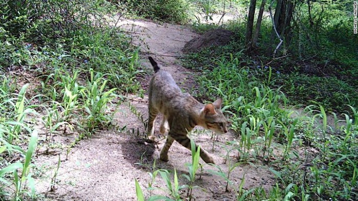 Kucing liar di hutan Madagaskar