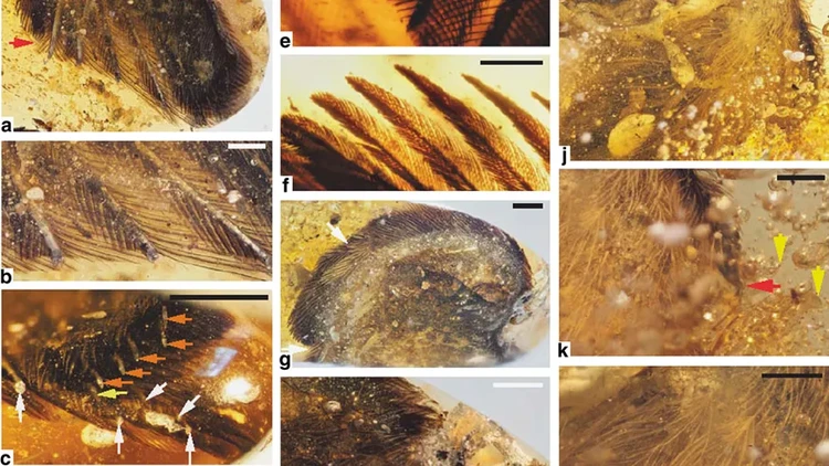 Ambar adalah resin pepohonan yang lengket dan kadang membuat hewan-hewan terperangkap di dalamnya. Berikut ini di antaranya.