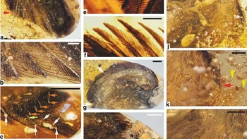 Konsep dinosaurus memiliki tampilan seperti kadal bersisik besar dimulai dari temuan ini, yakni sekitar tahun 2016 dalam fosil sayap 100 juta tahun yang ditemukan di Myanmar. Foto: Nature Communications