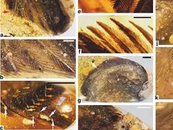 Foto Unik Hewan Terperangkap dalam Getah, Ada Laba-laba Ereksi