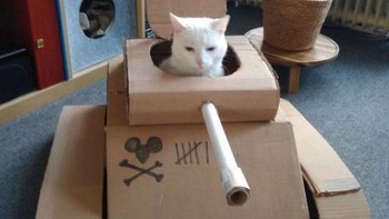 Saking kreatifnya, sang Majikan ini membuat sendiri mobil tank yang terbuat dari kardus untuk kucingnya.