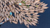 Kapal-kapal tradisional itu ditinggalkan pemiliknya di Sungai Burigangga, Bangladesh, Jumat (3/4/2020). Barcroft Media via Getty Images