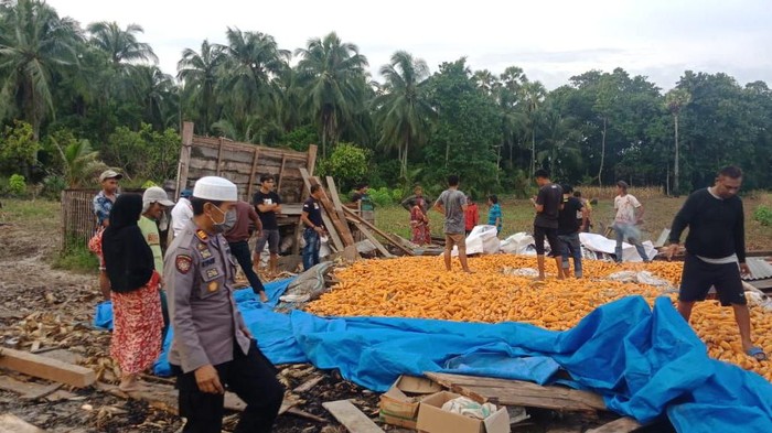 Rumah Kebun Berisi 10 Ton Jagung Roboh