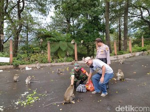 Wisata Ditutup, Relawan Beri Makan Ratusan Monyet Grojogan Sewu