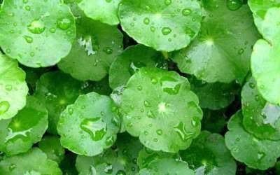 daun lalapan