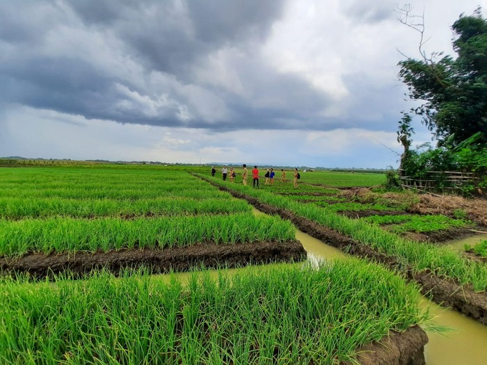 Kementan