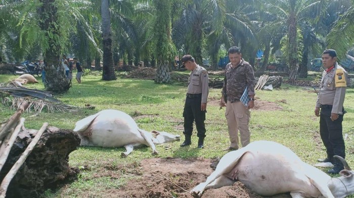 Lembu yang mati dengan kondisi hidung berbusa (Dok. Kepolisian)