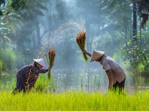 Sukabumi Panen Raya Beras & Jagung, Stok Aman 11 Bulan ke Depan