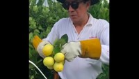 Saat akhir pekan, Yasonna memang hobi ke ladang. Ini pengalaman serunya saat memetik dan memanen buah lemon. Foto: Instagram yasonna.laoly
