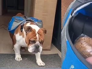 Keren! Anjing Imut Ini Antar Kue untuk Tetangga Selama Lockdown