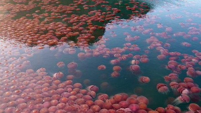 Pantai di Palawan diserbu ubur-ubur pink.