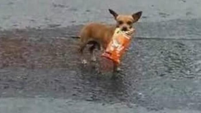 Aksi anjing pintar yang antar dan beli makanan