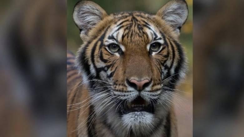 Bukan cuma manusia, ternyata virus corona juga bisa menginfeksi sejumlah satwa.  Nadia, seekor harimau di Bronx Zoo, New York, baru-baru ini dinyatakan positif COVID-19.

Semua bermula ketika Harimau Malaya berusia 4 tahun ini menunjukkan gejala batuk kering, sebagaimana dikatakan dalam rilis Wildlife Conservation Societys Bronx Zoo. 5 harimau lainnya serta singa yang ada di sana pun diambil sampel karena mereka pun timbul gejala masalah pernapasan berdasarkan United States Department of Agriculture (USDA).