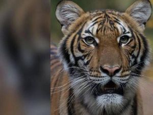 Heboh Penampakkan Harimau, Polisi Bersenjata Datang, Ternyata Patung!