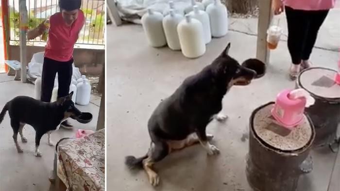 Aksi anjing pintar yang antar dan beli makanan
