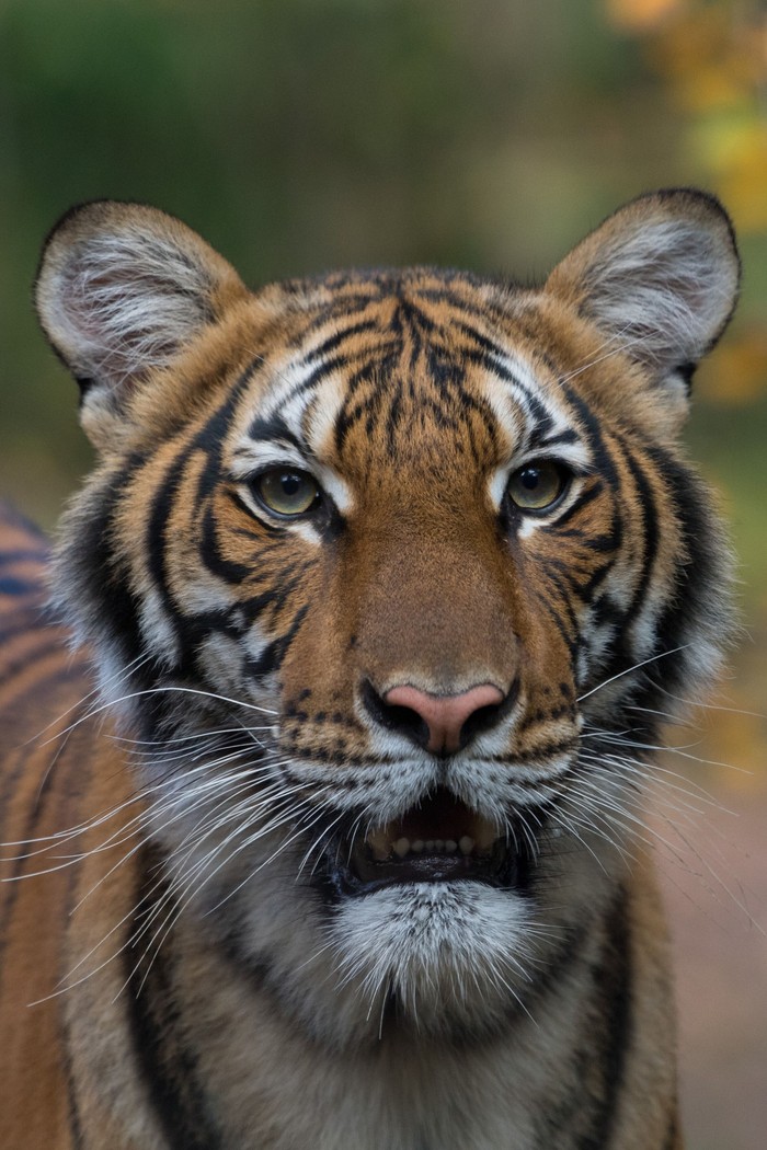 Harimau betina yang bernama Nadia di kebun binatang Bronx, New York, dinyatakan positif virus Corona Nadia, a 4-year-old female Malayan tiger at the Bronx Zoo, has tested positive for coronavirus. Wildlife Conservation Societyβs Bronx Zoo