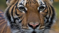 Harimau di AS juga ada yang pernah terinfeksi Corona. Seperti dilansir AFP, Senin (6/4/2021), seekor harimau Malaya betina yang berusia 4 tahun dan bernama Nadia ini mengalami batuk-batuk kering dan diperkirakan akan pulih segera. Seekor harimau betina lain bernama Azul dan dua harimau Amur serta tiga singa Afrika mengalami gejala yang sama. Harimau ini diyakini tertular dari salah satu pawangnya yang terinfeksi virus Corona tanpa menunjukkan gejala (asimtomatis) apa pun. Harimau tersebut saat ini masih menjalani pemeriksaan. Dok. Wildlife Conservation Society’s Bronx Zoo via CNN.