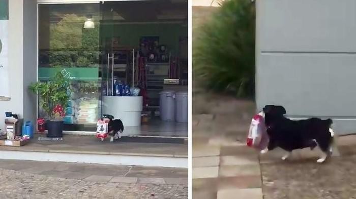 Aksi anjing pintar yang antar dan beli makanan