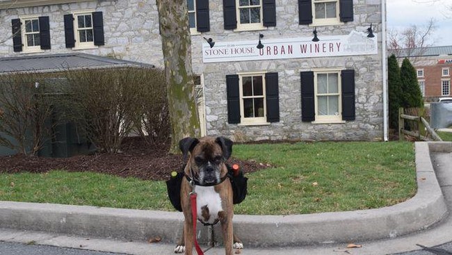 Lucunya! Ini Aksi Anjing Pintar Beli Camilan hingga Antarkan Wine