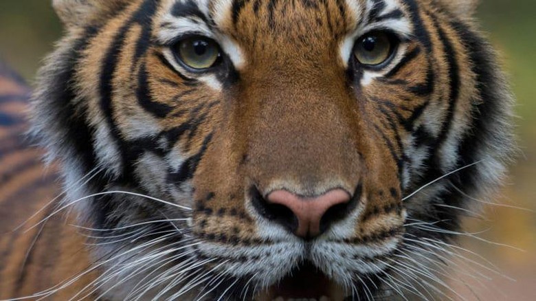 Harimau Nadia Positif Virus Corona Nadia, seekor harimau Malaysia 4 tahun penghuni kebun binatang New York, disebut positif terkena virus Corona dari karyawan.