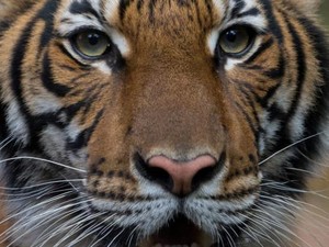 5 Fakta Penularan Virus Corona pada Binatang, Seperti Harimau di AS