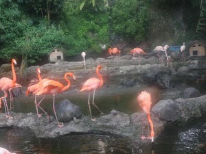 Reda Corona, Yuk Lihat Burung Flamingo di Batu Secret Zoo