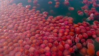 Virus Corona turut membuat sepi pantai di Palawan, Filipina. Hanya yang unik, kini pantai itu tengah diserbu ubur-ubur berwarna pink (Foto: Sheldonrey/Twitter)