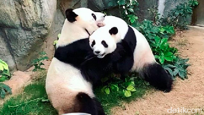 Sepasang panda akhirnya bisa kawin setelah petugas kebun binatang mencoba mengawinkan mereka sejak 10 tahun lalu.