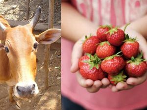 Imbas Corona Petani Ini Berikan Strawberry Untuk Sapinya