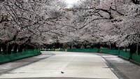 Sekarang taman ini sepi setelah Gubernur Tokyo Yuriko Koike mendesak warga Tokyo untuk tetap tinggal di dalam ruangan. Taman Ueno pun sepi pada tanggal 28 Maret 2020. (REUTERS / Issei Kato)